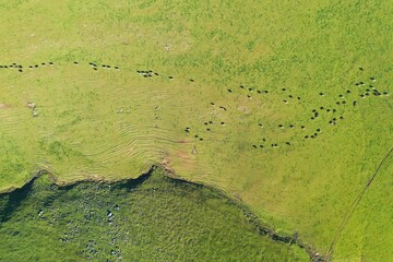 Stud Angus, wagyu, speckle park, Murray grey, Dairy and beef Cows and Bulls grazing on grass and...