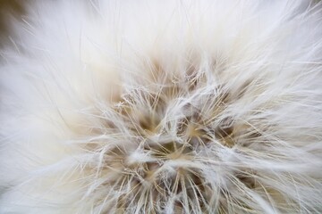 Fototapeta na wymiar dandelion seed head macro close up with very shallow depth of field