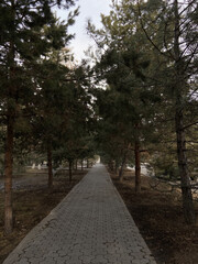 Obraz premium alley in the park