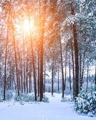 Sunbeams streaking through pine trunks in a winter pine forest after a snowfall.