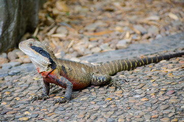 Australian Water Dragon in close up.