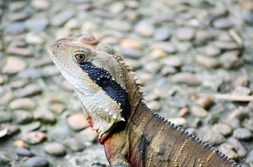 Australian Water Dragon standing on the ground in close up.