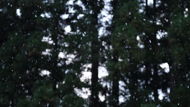 森林に降る雪　冬　イメージ
