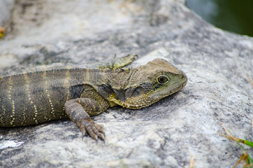 Australian Water Dragon standing and raise its head on the rock.