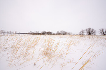 grass in the snow