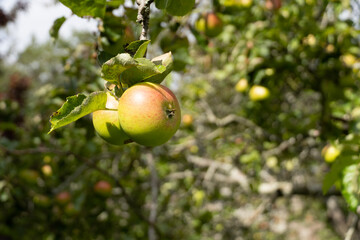 apples on tree
