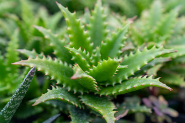 aloe vera plant