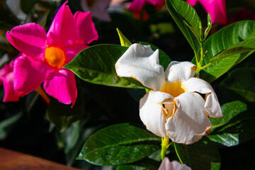 pink and white orchid