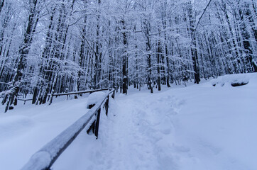 Zima w Bieszczadach 