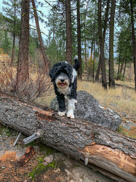 Portuguese Water Dog standing on a log at Skaha Bluff Provinical Park in Oliver, BC
