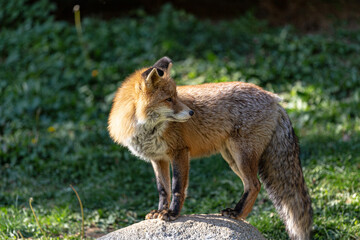 Red iberian fox wildlife in a Pyrenes green mountain landscape