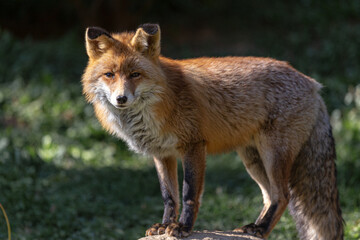 Naklejka na ściany i meble Red iberian fox wildlife in a Pyrenes green mountain landscape