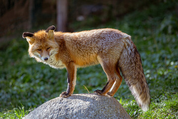 Red iberian fox wildlife in a Pyrenes green mountain landscape