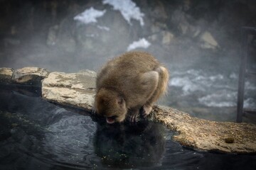 monkey drinking hot spring water