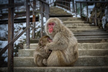 monkey mom protecting her child