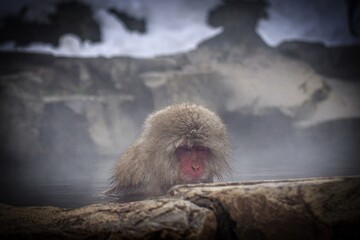 snow monkey enjoying hot spring