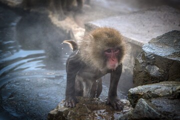 monkey finishing hot spring