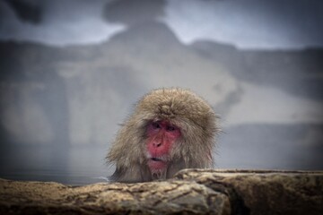 monkey enjoying hot spring