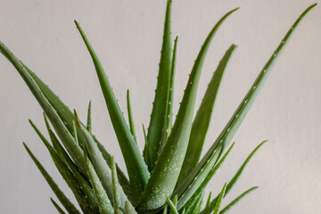 Closeup of Aloe Vera plant with isolated background