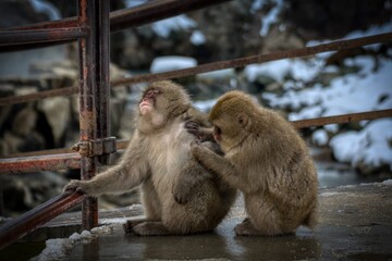 monkey checking each other