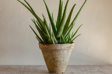 Aloe vera plant in a clay pot with text space