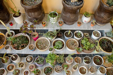 Display of a succulents and cactus collection