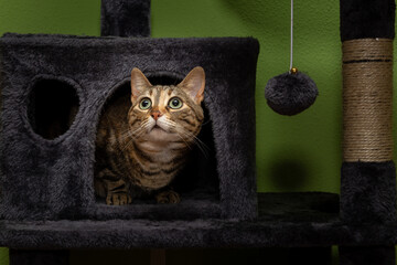 Cat looking from inside a playhouse and scratcher.