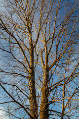 Poplar in winter without leaves. Populus.