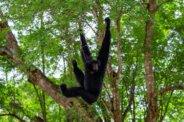 A Siamang gibbon is hanging from a tree.