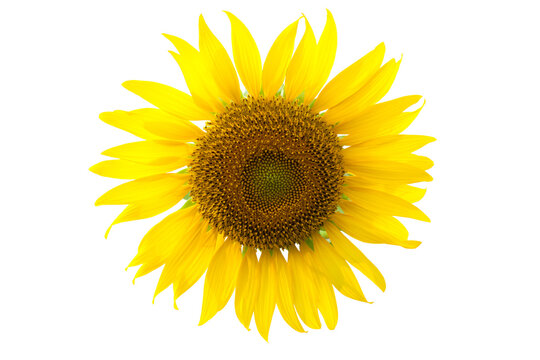 Yellow sunflower isolate