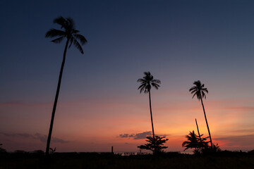 .Silhouette coconut palm tree with the colorful sky