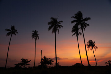 Fototapeta na wymiar .Silhouette coconut palm tree with the colorful sky