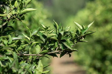 Árbol