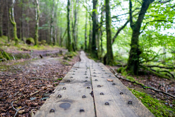 footpath in the forest