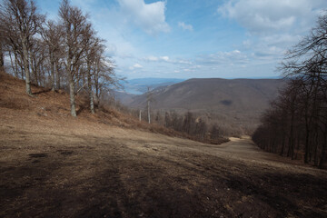 landscape in the forest