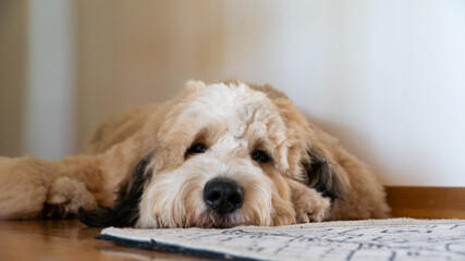 Dog Laying down warm tones bernedoodle - obrazy, fototapety, plakaty