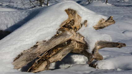 Wurzel im Schnee