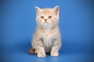 Scottish straight shorthair cat on colored backgrounds