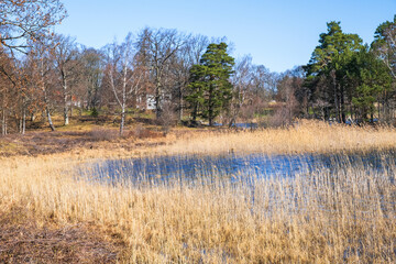 Lake bay with reeds in the spring