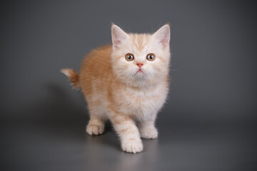 Scottish straight shorthair cat on colored backgrounds