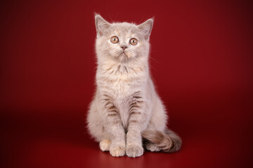 Scottish straight shorthair cat on colored backgrounds