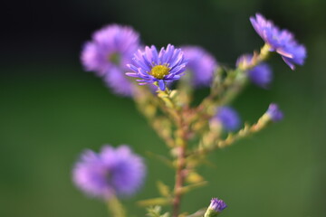 Blühende Aster novi-belgii 'Dauerblau' - Glattblatt-Aster