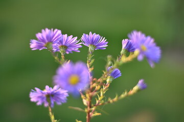 Blühende Aster novi-belgii 'Dauerblau' - Glattblatt-Aster