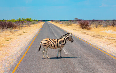 Fototapeta na wymiar A zebra standing and waiting on the asphalt road