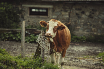 Cows on Alpine Pasture