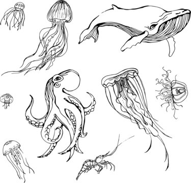 Hand drawn set of hand drawn fishes. Мarine animals line graphics: octopus, jellyfish, shrimp, whale
