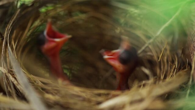 close up baby bird waiting for feeding a food in the nest on a tree branch