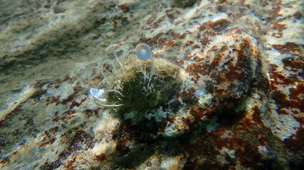 Mediterranean limpet or rayed Mediterranean limpet (Patella caerulea) undersea, Aegean Sea, Greece, Halkidiki