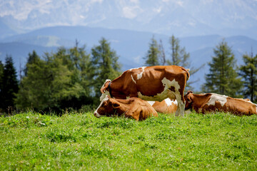 Cows on Alpine Pasture