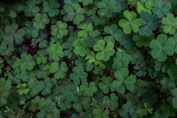 Macro photo of three leaf clover on the park when spring time. the photos is perfect for pamphlet, nature poster, nature promotion and traveler.  